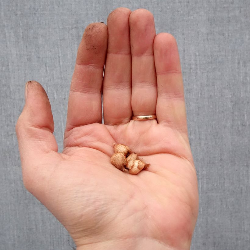 Amostra de Anomatheca laxa Bulbo Calibre I tal como entregue na primavera