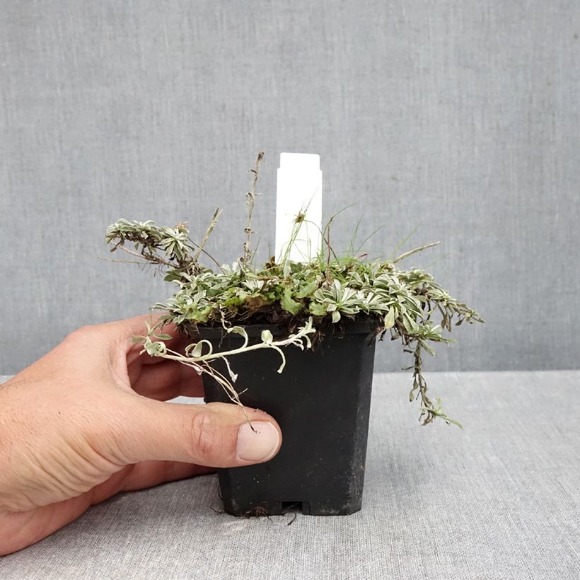 Amostra de Antennaria dioica var. borealis Vaso de 8/9 cm tal como entregue no outono