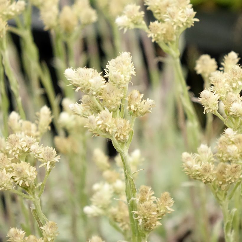 Antennaria dioica var. borealis (Floração)
