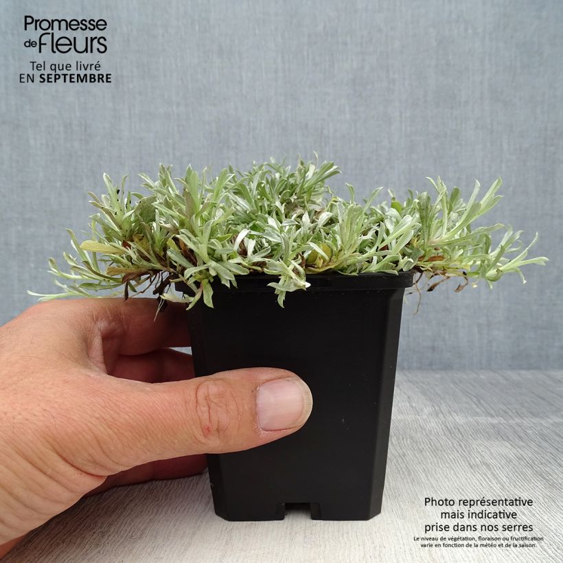 Amostra de Antennaria dioica Rubra Vaso de 8/9 cm tal como entregue no outono
