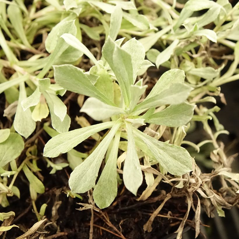 Antennaria dioica Rubra (Folhagem)