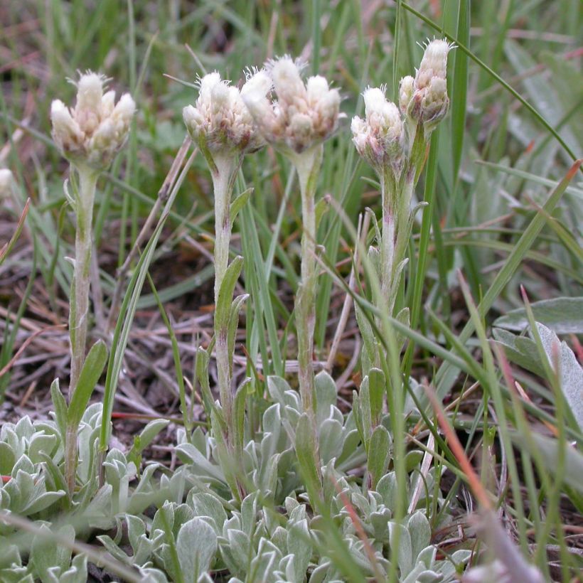 Antennaria plantaginifolia (Hábito)