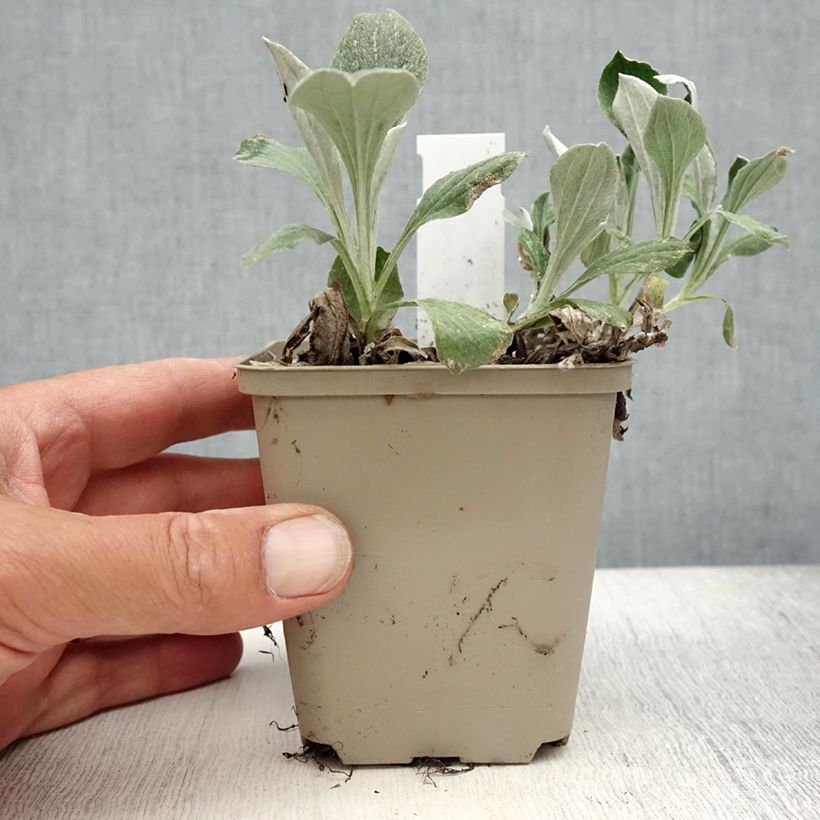 Amostra de Antennaria plantaginifolia Vaso de 8/9 cm tal como entregue no verão