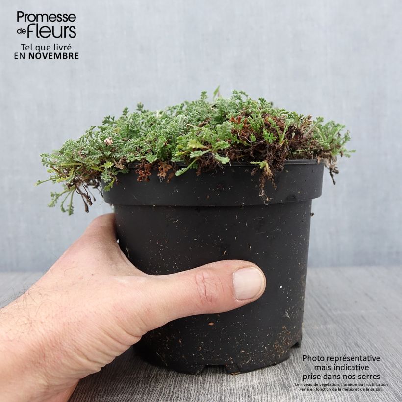Amostra de Anthemis carpatica Karpatenschnee - Camomille des monts Carpates Karpatenschnee Pot de 2L/3L tal como entregue no outono