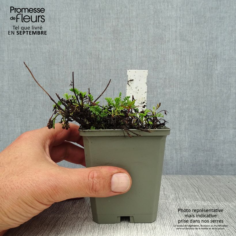 Amostra de Anthemis carpatica Karpatenschnee Vaso de 8/9 cm tal como entregue no verão