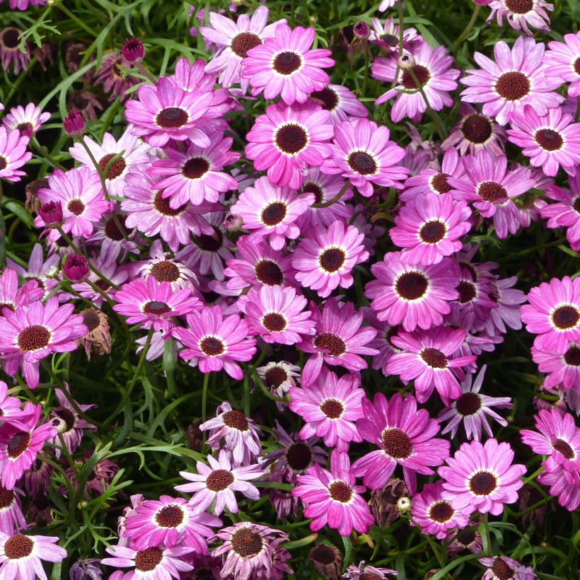 Argyranthemum Grandaisy Pink Tourmaline (Floração)