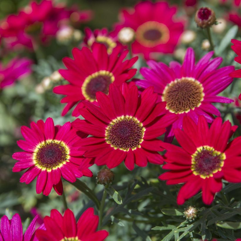 Argyranthemum Grandaisy Ruby (Floração)