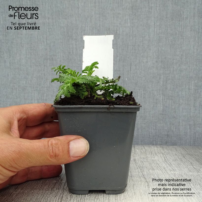 Amostra de Anthemis sancti Vaso de 7/8 cm tal como entregue no outono