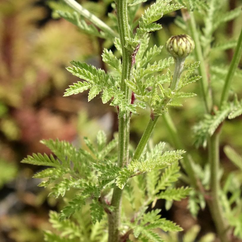 Anthemis sancti (Folhagem)