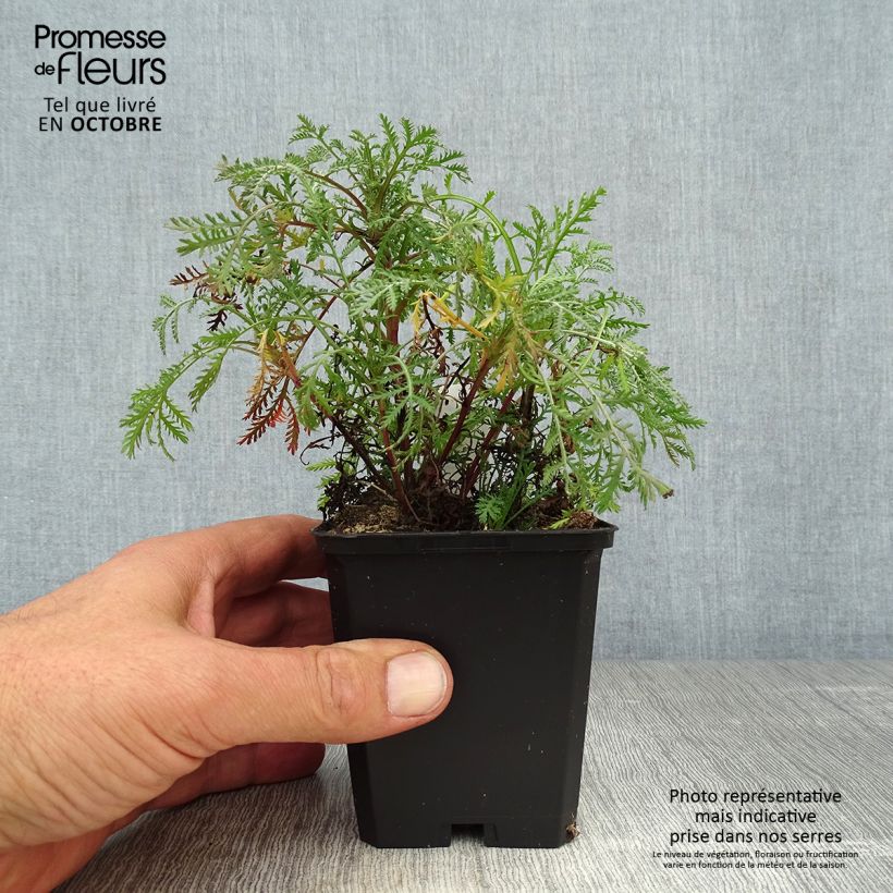 Amostra de Anthemis tinctoria Kelwayi Vaso de 8/9 cm tal como entregue no outono