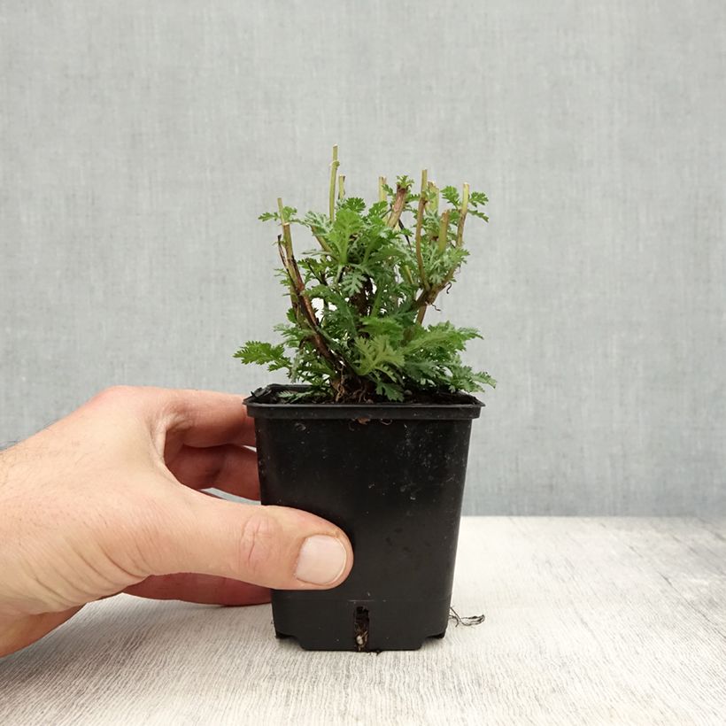 Amostra de Anthemis tinctoria Wargrave Variety Vaso de 8/9 cm tal como entregue no outono