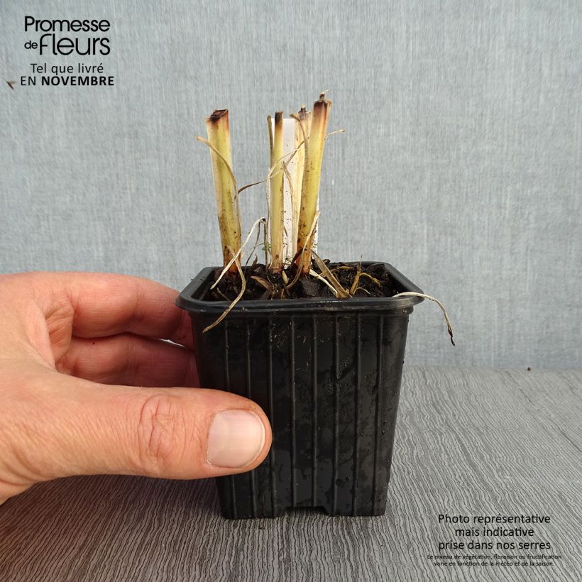 Amostra de Anthericum saundersiae Starlight Vaso de 8/9 cm tal como entregue no outono