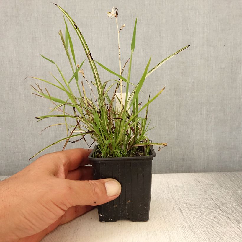 Amostra de Anthericum saundersiae Starlight Vaso de 8/9 cm tal como entregue no verão