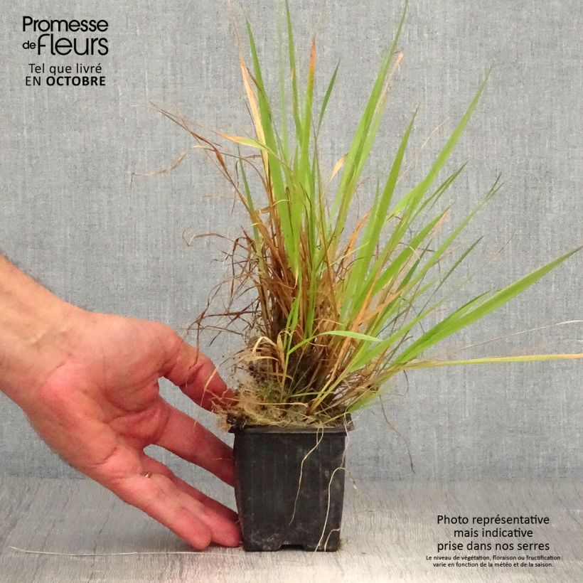 Amostra de Anthoxanthum odoratum Vaso de 8/9 cm tal como entregue no outono