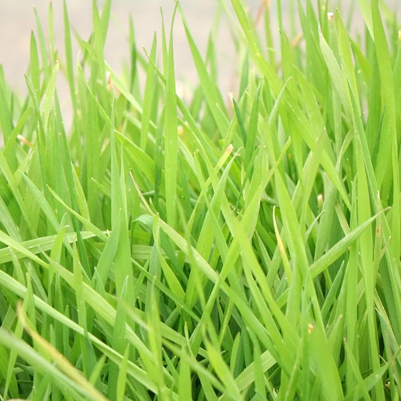 Anthoxanthum odoratum (Folhagem)