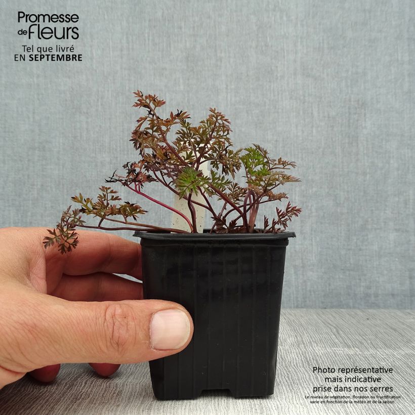 Amostra de Anthriscus sylvestris Ravenswing Vaso de 8/9 cm tal como entregue no verão