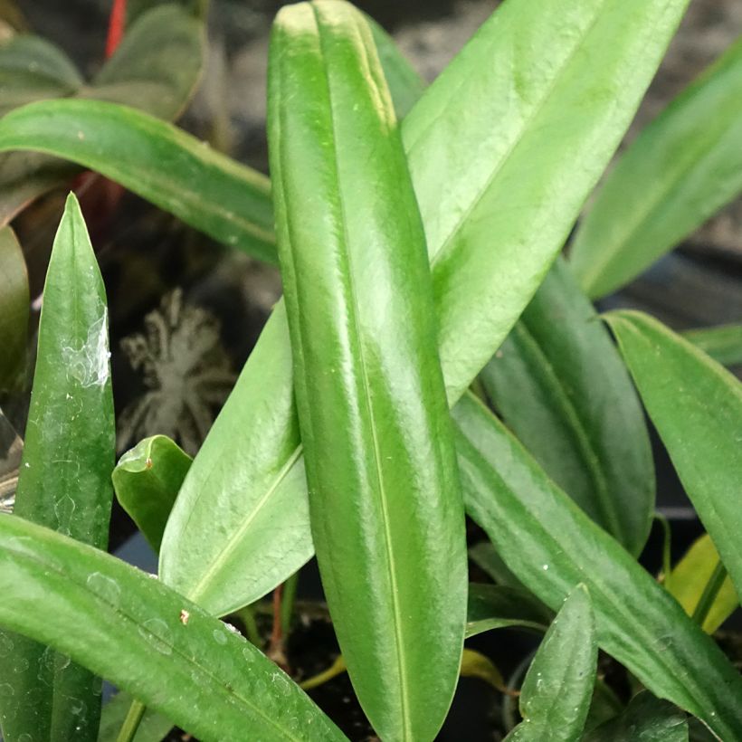 Anthurium bakeri (Folhagem)