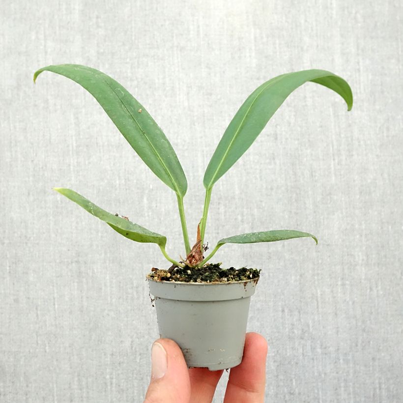 Amostra de Anthurium bakeri Mini-plante tal como entregue no outono