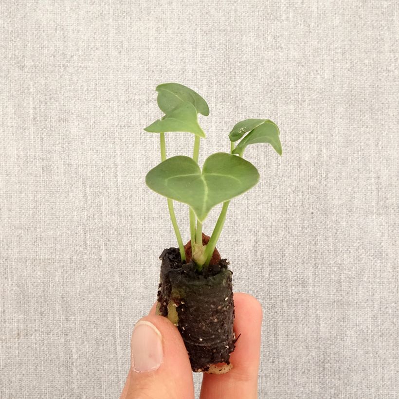 Amostra de Anthurium clarinervium Mini-plante tal como entregue na primavera