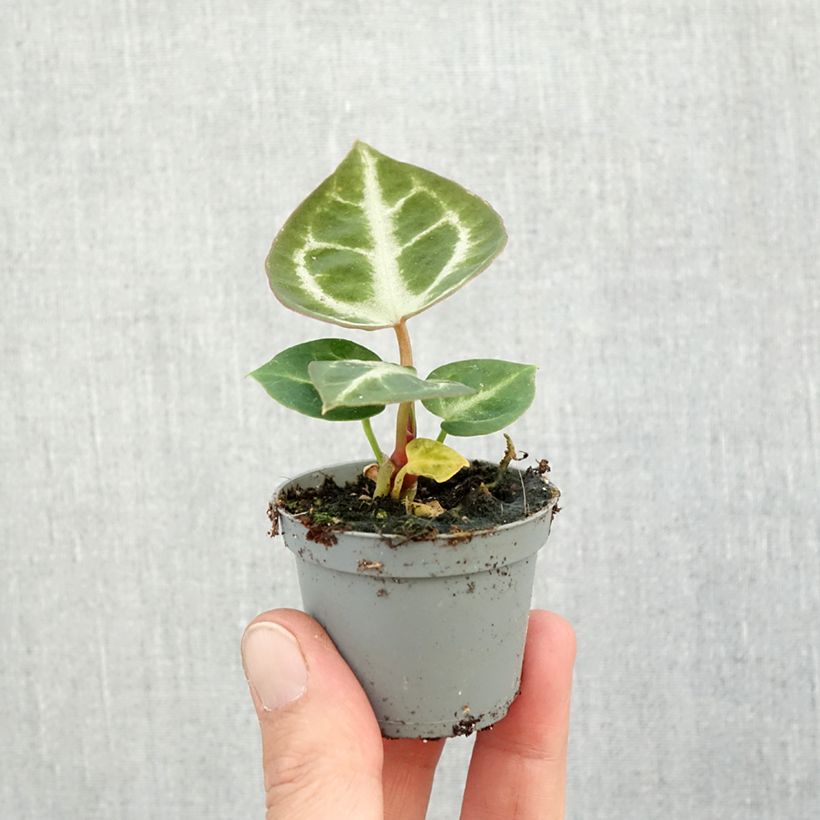 Amostra de Anthurium Crystal Hope Mini-plante tal como entregue no outono