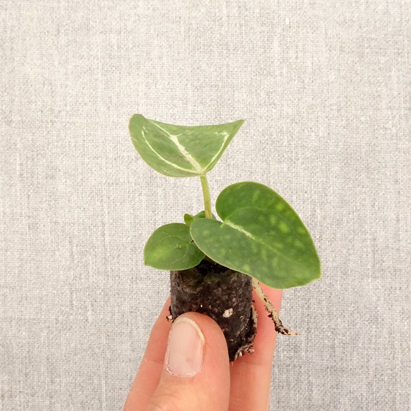 Amostra de Anthurium crystallinum Mini-plante tal como entregue na primavera