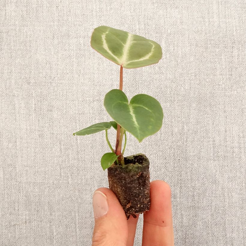 Amostra de Anthurium Dorayaki x magnificum Mini-plante tal como entregue na primavera