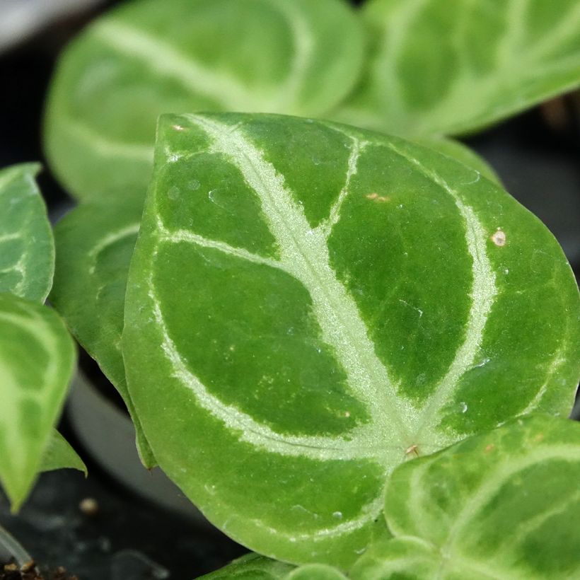 Anthurium Dorayaki × magnificum - Antúrio (Folhagem)