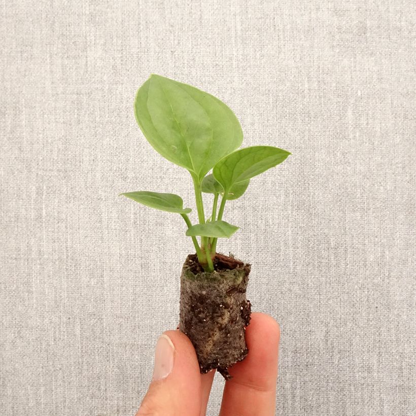 Amostra de Anthurium jenmanii Green Jady Mini-plante tal como entregue na primavera