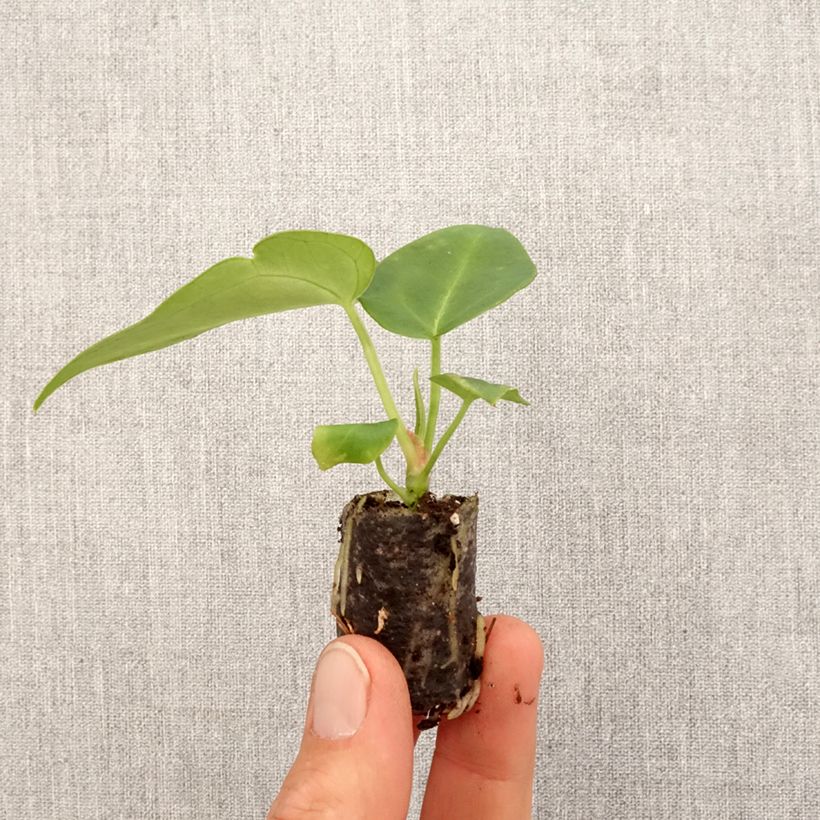 Amostra de Anthurium magnificum Mini-plante tal como entregue na primavera