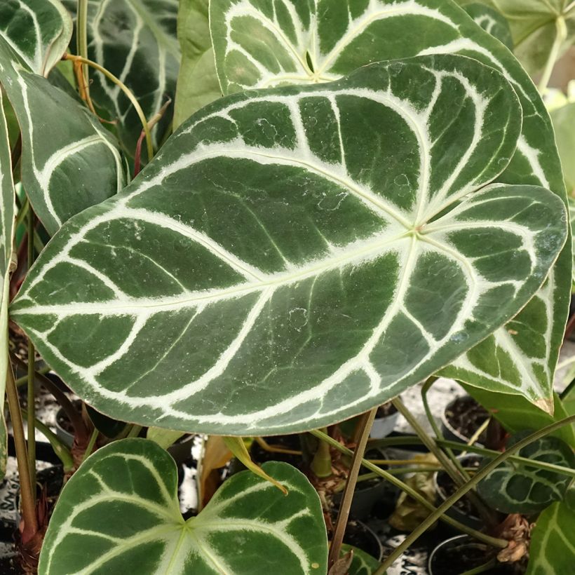 Anthurium magnificum - Antúrio (Folhagem)