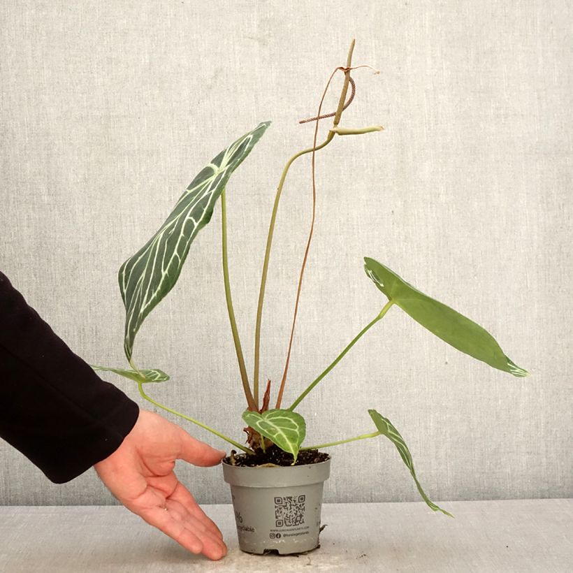 Amostra de Anthurium magnificum Vaso de 12 cm/13 cm tal como entregue na primavera