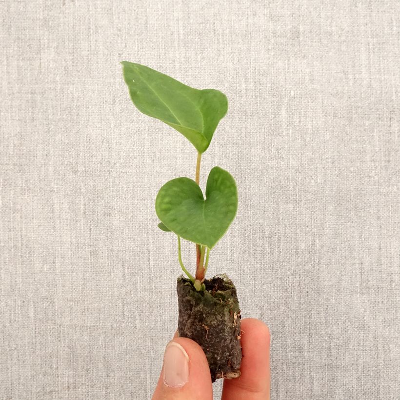 Amostra de Anthurium magnificum × Dark Phoenix Mini-plante tal como entregue na primavera