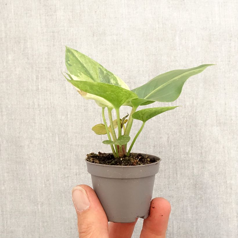 Amostra de Anthurium Renaissance Variegata Mini-plante tal como entregue na primavera
