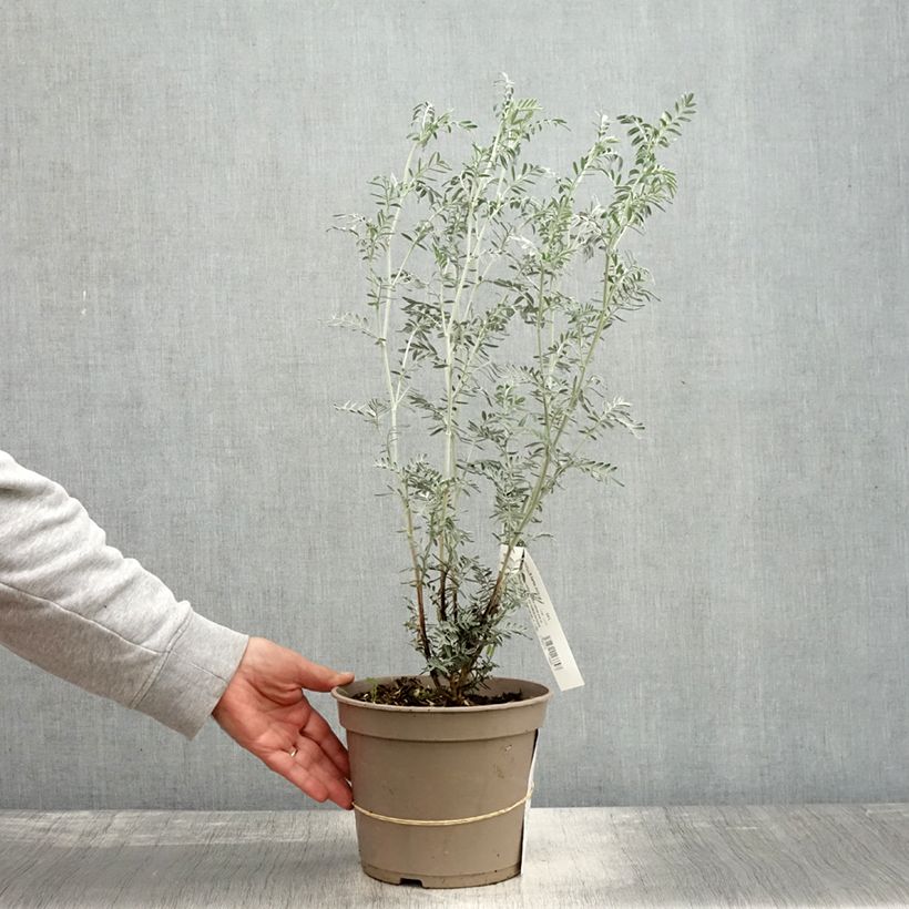 Amostra de Anthyllis barba Vaso de 4 L/5 L tal como entregue no outono