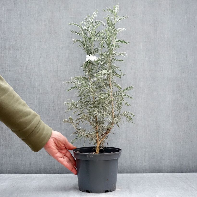 Amostra de Anthyllis barba Vaso de 4 L/5 L tal como entregue no inverno