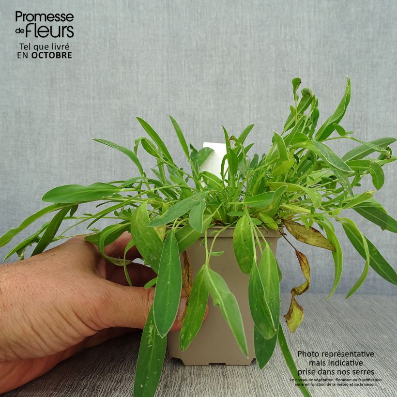 Amostra de Anthyllis vulneraria Vaso de 8/9 cm tal como entregue no outono