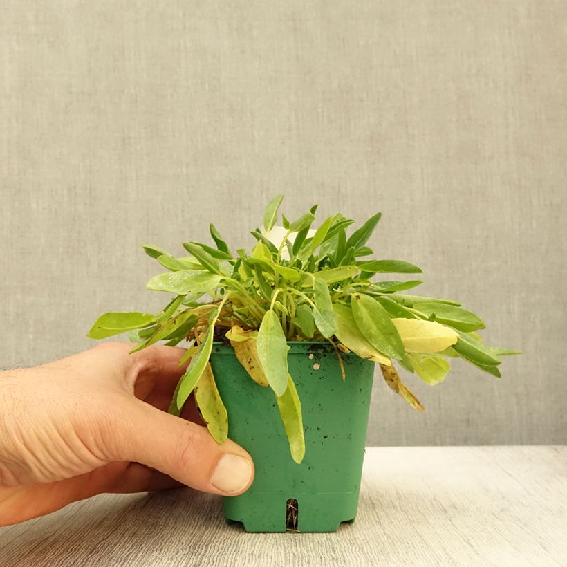 Amostra de Anthyllis vulneraria var. coccinea Vaso de 8/9 cm tal como entregue no outono