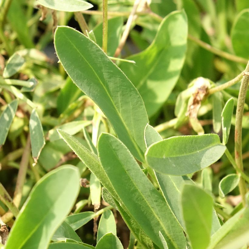 Anthyllis vulneraria var. coccinea (Folhagem)