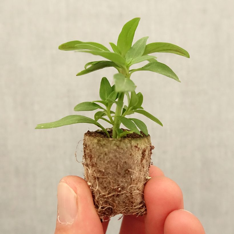 Amostra de Antirrhinum Dazzling Lips Pink - Muflier Mini-motte Ø 3/4 cm tal como entregue na primavera