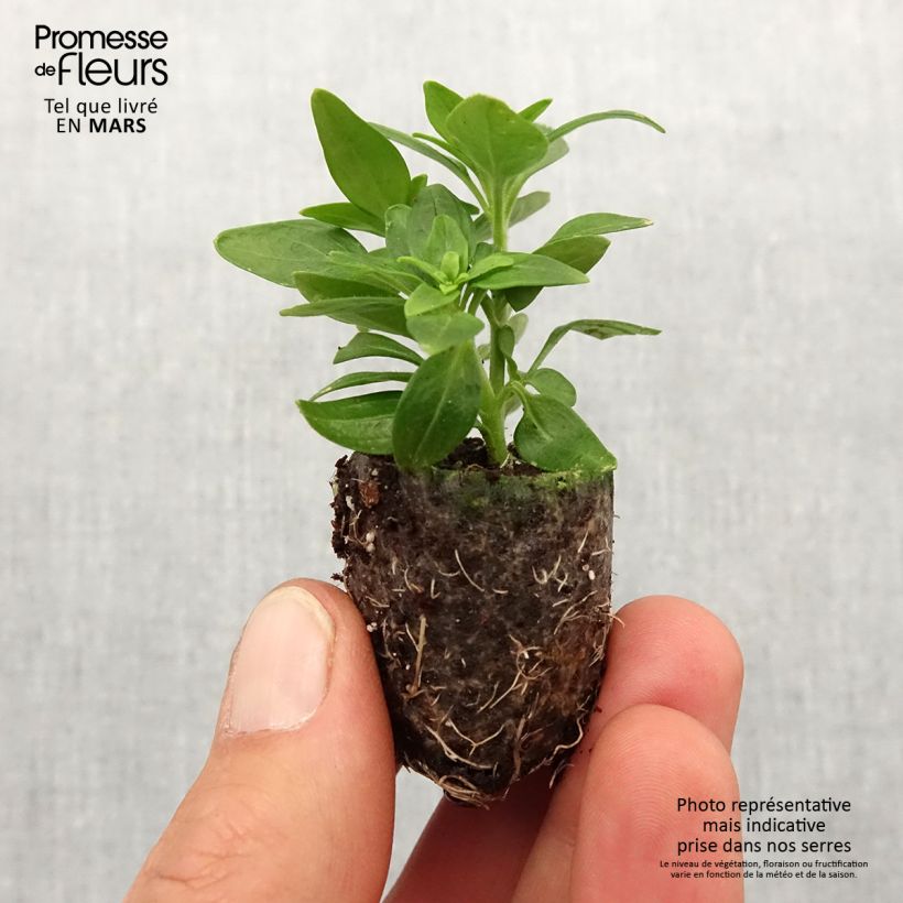 Amostra de Antirrhinum Dazzling Lips Red - Muflier Mini-motte Ø 3/4 cm tal como entregue na primavera