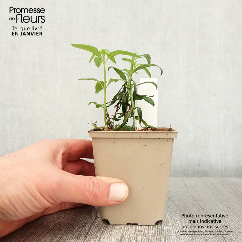 Amostra de Antirrhinum majus Pretty in Pink - Muflier vivace Vaso de 8/9 cm tal como entregue no inverno