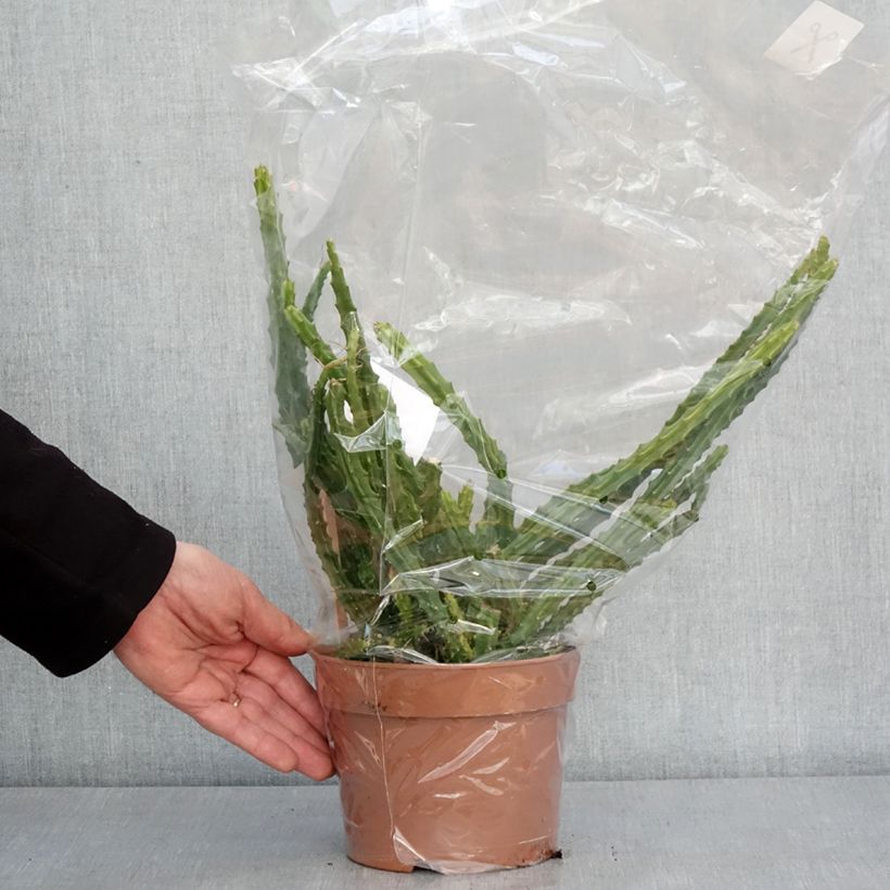 Amostra de Aporophyllum malisonii - Cactus Queue de Rat Pot de 2L/3L tal como entregue no inverno