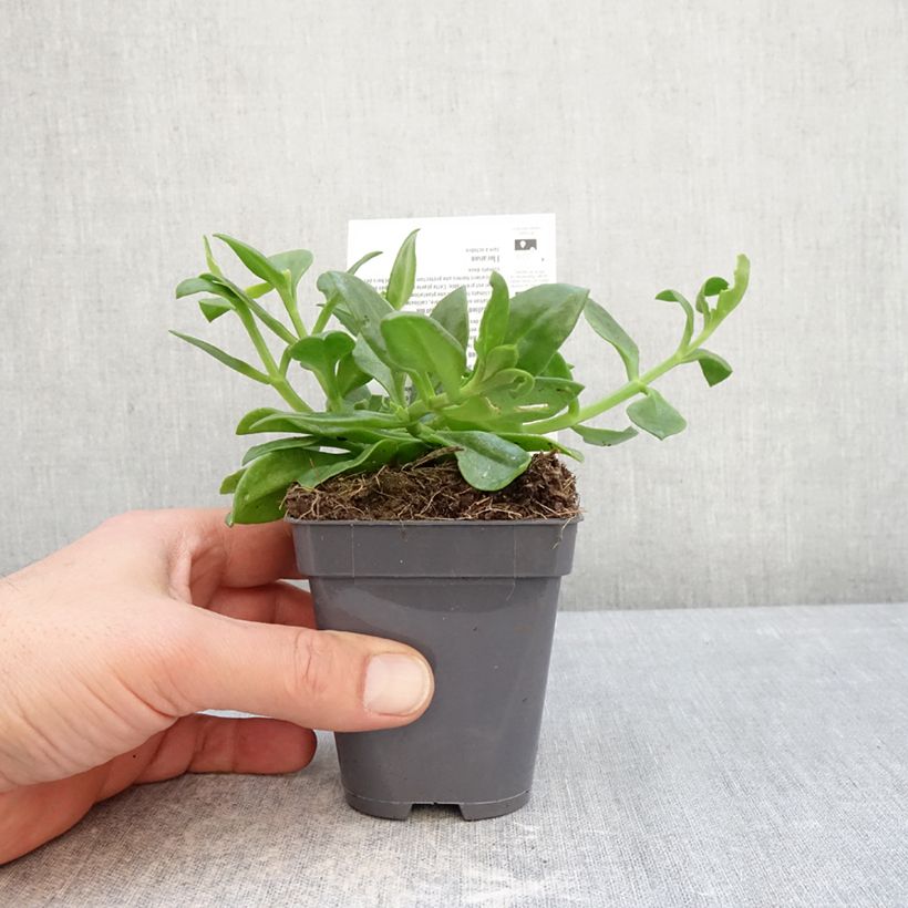 Amostra de Aptenia cordifolia Vaso de 8/9 cm tal como entregue no inverno