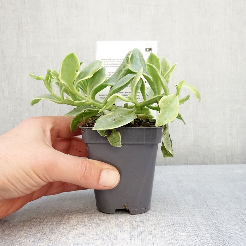 Amostra de Aptenia cordifolia Variegata Vaso de 8/9 cm tal como entregue no inverno
