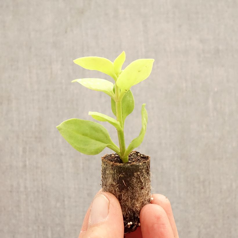 Amostra de Aptenia cordifolia Golden Cascade Mini-torrão Ø 3/4 cm tal como entregue na primavera