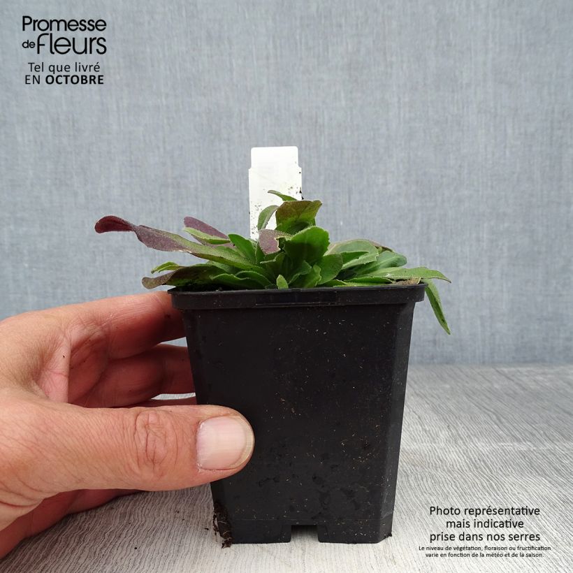 Amostra de Arabis blepharophylla Frühlingzauber Vaso de 8/9 cm tal como entregue no outono