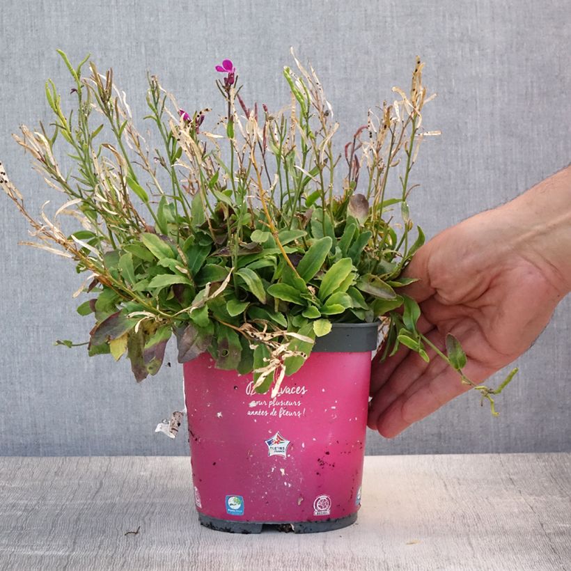 Amostra de Arabis blepharophylla Vaso de 2 L/3 L tal como entregue no verão