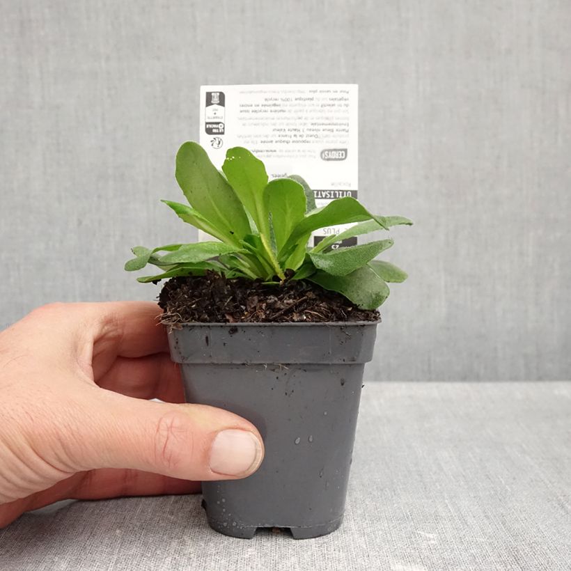 Amostra de Arabis blepharophylla Rose Delight Vaso de 7/8 cm tal como entregue no outono