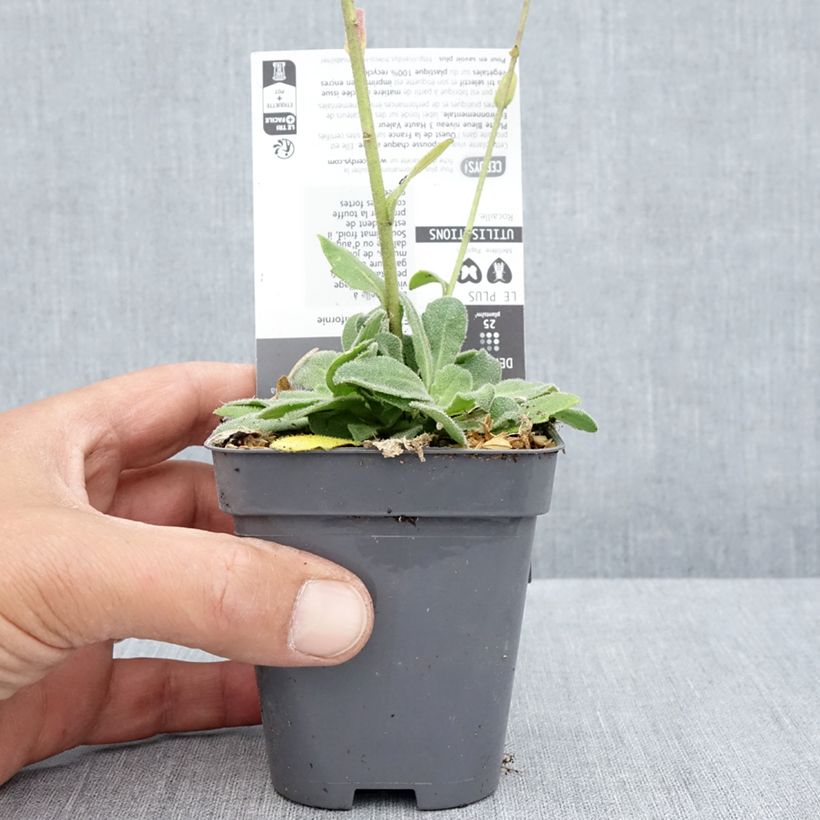 Amostra de Arabis blepharophylla Rose Delight Vaso de 7/8 cm tal como entregue no verão