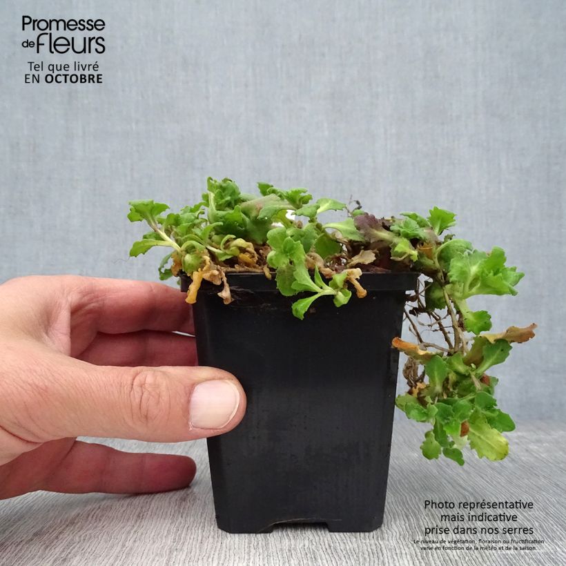 Amostra de Arabis caucasica Pinkie Vaso de 8/9 cm tal como entregue no outono